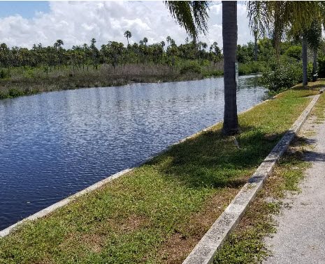 a small pond with a palm tree on the side of it
